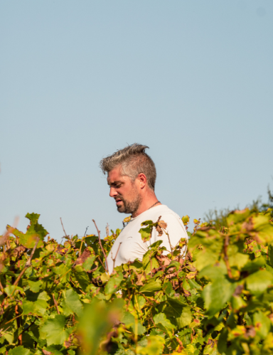 agriculture biologique en champagne