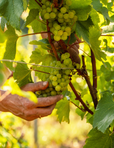 agriculture biologique en champagne